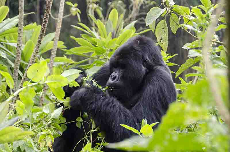 Gorila - selva de Virunga - parque nacional de los Volcanes - Ruanda 19.jpg